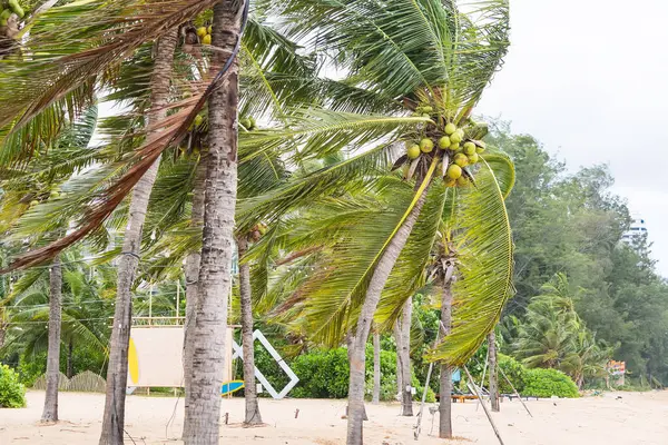 Tropikal hindistan cevizi palmiyeleri, rüzgarda salınan yeşil yapraklarla yemyeşil bir gökyüzü altında yemyeşil, canlı tropikal bir ortamda.