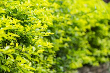 Yumuşak odaklı yemyeşil bir çalılığın yemyeşil yaprakları, canlı ve taze bir atmosferle doğal gün ışığında yakalanır.