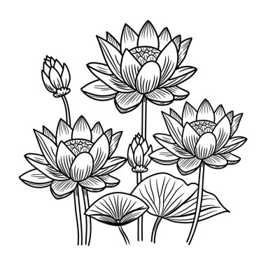 Nilüfer çiçekleri siyah ve beyaz renklerde