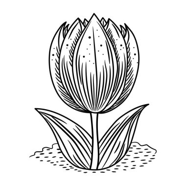 Nilüfer çiçeği, el çizimi vektör çizimi. Lotus çiçeği..
