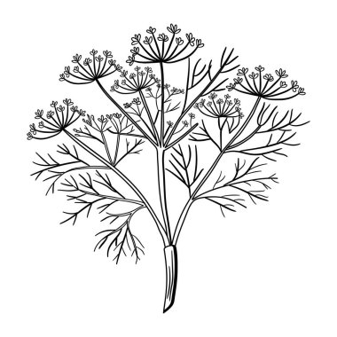 Çiçeğin el çizimi çizimi. vektör