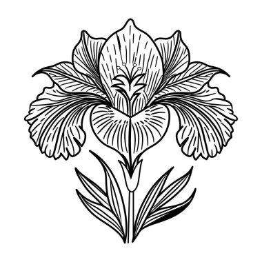 Lalenin vektör çiçeği. siyah ve beyaz mürekkep çizimi