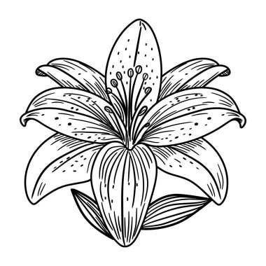 el çizimi zambak çiçeği. Beyaz arkaplanda izole edilmiş vektör çizimi. Dövme için çizim, parmak izi tasarımı, logo. dövme biçimi.