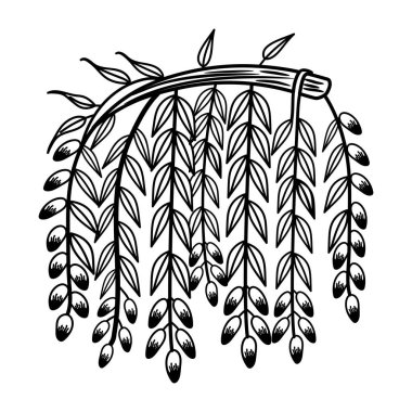 Buğday kulakları, gravür. vektör illüstrasyonu