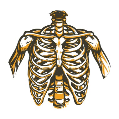 İnsan vücudu anatomisi, vektör illüstrasyonu