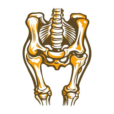insan kafatası. vektör çizim.