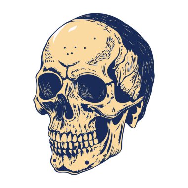 İnsan kafatası. Çizim biçiminde vektör illüstrasyonu.