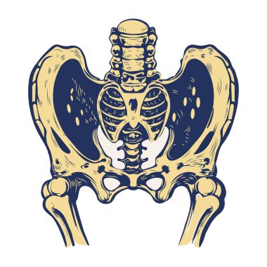 insan kemiklerinin kafatası ve kemikleri, renk çizimi