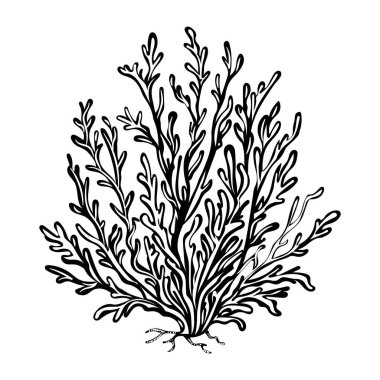 Deniz yosununun yarım yamalak bir simgesi