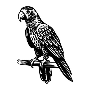 Sirk papağanının kabataslak bir resmi.