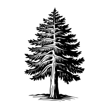 Sedir ağacının klasik bir çizimi