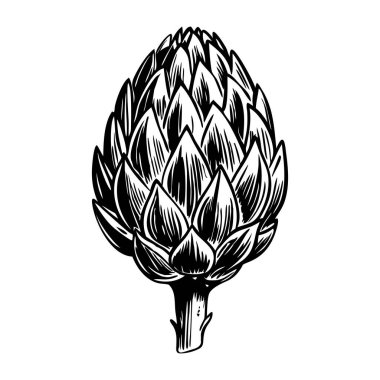 Elle çizilmiş Fransız enginar çizimi