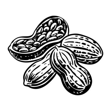 Kızarmış fıstığın klasik bir tasviri.