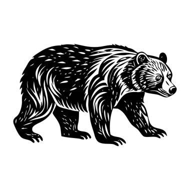 Ayının klasik bir tasviri