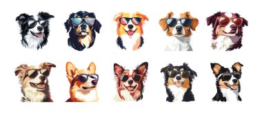 Sevimli Mini Avustralyalı Köpekler