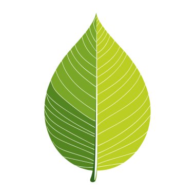 Yeşil Yaprak Doğa Ekolojisi Botanik Görüntüsü