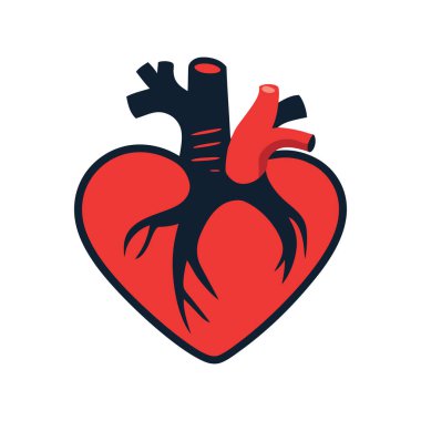 Kalp Anatomisi İllüstrasyonu Damarlı Kırmızı Kalp