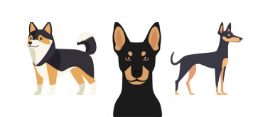 Üç Köpek Minyatür Pinscher Japon Spitz ve Doberman Pinscher
