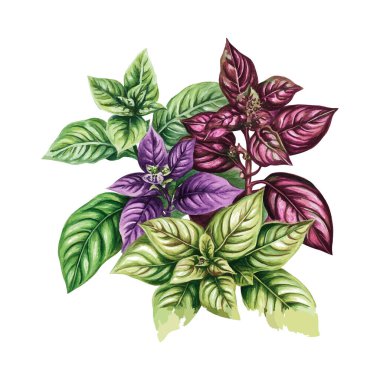Canlı Basil Herb Resimleri Mor Yeşil ve Değişken Yapraklar