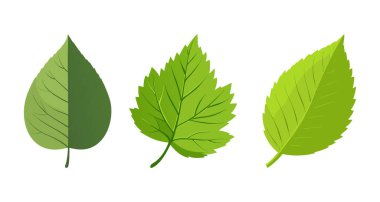 Birch, Doğa Tasarımları ve Botanik Projeleri İçin Mükemmel Renk ve Şekil Değişikliği Gösteren Üç Yeşil Yaprak Resmini Yapıştırıyor