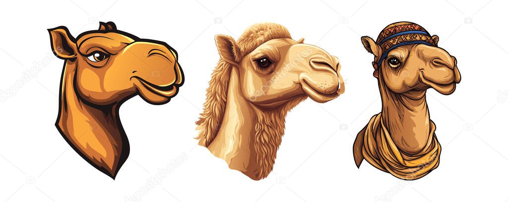Camel Portraits Three Majestic Desert Camels