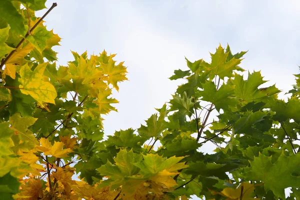 Yellow-green maple leaves against the blue sky, autumn