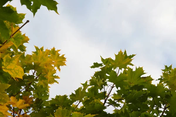 Yellow-green maple leaves against the blue sky, autumn