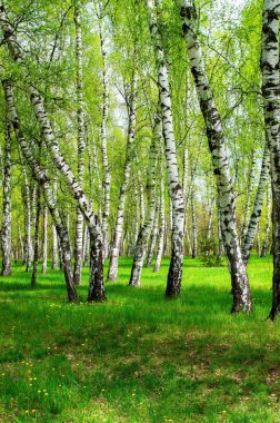 huş ağacı korusu, güneş ışığında, yaz