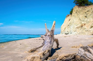 Kuru dallı bir engel, nehrin kumlu, dik bir kıyısında, yaz mevsiminde