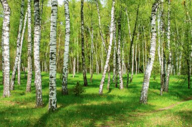 huş ağacı, yaz manzarası