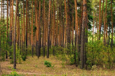sık ormandaki çam sandıkları