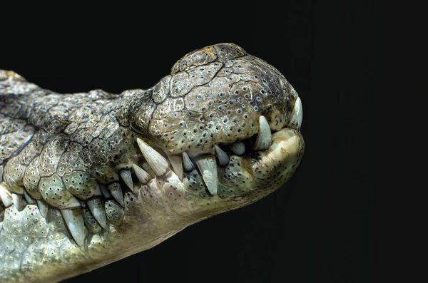 鳄鱼的嘴 在黑色背景上的特写 — 图库照片