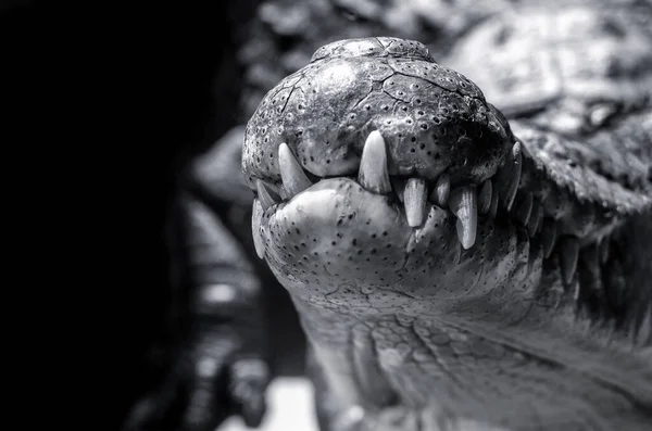 Mund Eines Krokodils Nahaufnahme Auf Schwarzem Hintergrund Schwarz Weiß Foto — Stockfoto