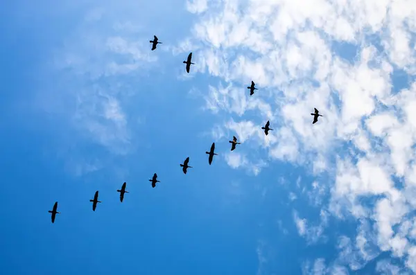 silhouettes of cormorant birds flying in the sky