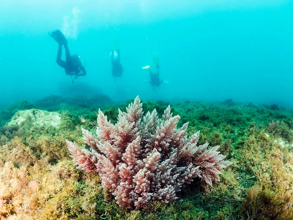 red algae on the seabed with unrecognizable divers in the background, Asparagopsis armata Harvey