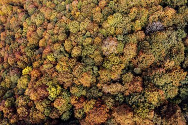 Sonbaharda bir ormanın havadan görünüşü, insansız hava aracı manzarası, yeşil ve kahverengi doğal arka plan