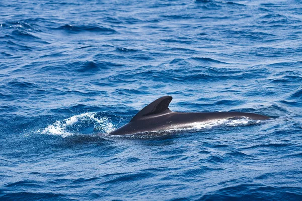 Delfín Nadando Través Del Mar Azul Con Aleta Dorsal Sobre — Foto de Stock