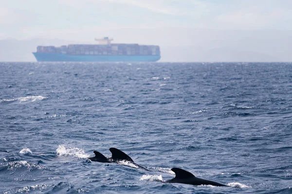 family of dolphins swimming in front of a cargo ship, concept of marine wildlife and maritime traffic of goods