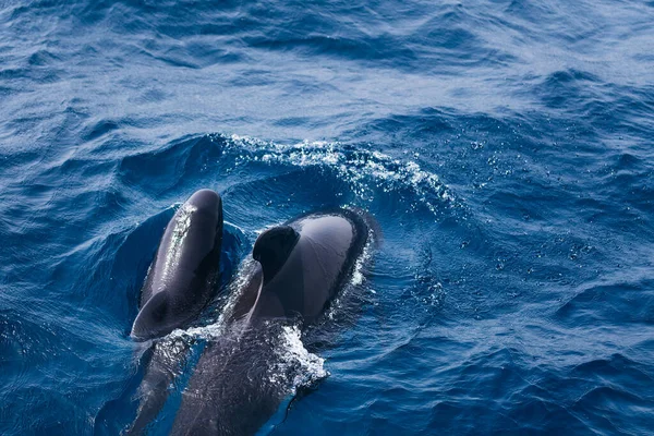 pilot whale swimming under the blue sea with the dorsal fin above the water surface next to its newborn calf, concept of marine wildlife and ecology, copy space for text