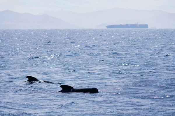 family of pilot whales swimming in front of a cargo ship, concept of marine wildlife and maritime traffic of goods