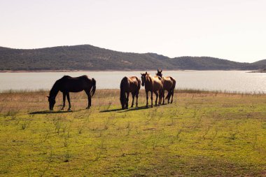 Bir gölün yakınındaki bir tarlada otlayan at sürüsü, sükunet içinde otlayan hayvanlar ve güneş ışığını yansıtan su, huzurlu ve huzurlu manzara konsepti, metin için kopyalama alanı