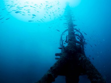 Büyük bir balık sürüsü paslı bir enkazın etrafında yüzüyor, su çok temiz ve balıklar her yere dağılmış durumda.
