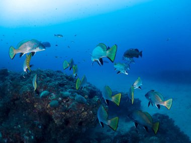 Kristal berrak deniz suyunda yüzen balık sürüsü, sualtı vahşi yaşam ve deniz biyolojik çeşitliliği kavramı