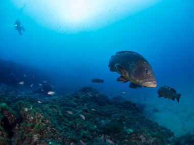 Orfoz balığı kristal berrak deniz suyunda arka planda el feneri olan bir dalgıçla yüzüyor. Deniz yaban hayatı ve eğlence amaçlı dalgıçlık kavramı.
