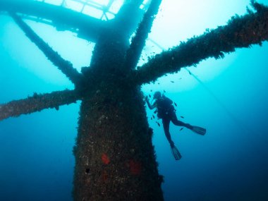 Etrafı balıklarla çevrili dalgıçlar denizdeki bir enkazın yanında dalış, tüplü dalış ve sualtı macerası konsepti