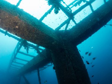 Deniz yaşamının sömürgeleştirdiği batık bir yapının sualtı görüntüsü, dalış ve sualtı yaban hayatı kavramı.