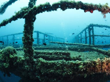 Deniz yaşamının sömürgeleştirdiği bir yapı enkazı, tüple dalış ve sualtı yaban hayatı kavramı.