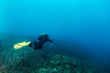 Deniz yatağının yanında dalış yapan dalgıç, deniz yosunu, tüple dalış ve sualtı macerası kavramı, metin için kopyalama alanı