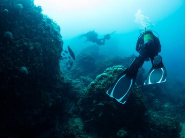 Dalgıçlar deniz tabanındaki kayaların yanına dalıyorlar. Deniz yaşamı, tüple dalış ve sualtı macerası konsepti.