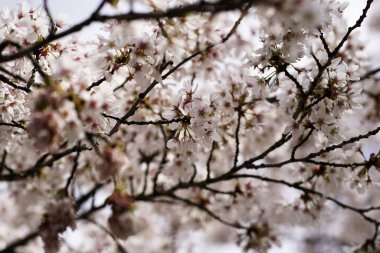 Kış ve günlerden sonra kiraz çiçekleri açar.                      
